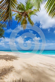 Coconut palms on tropical sunny beach and turquoise sea in Caribbean island.
