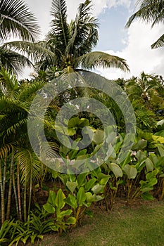 Coconut palms and tropical vegetation.