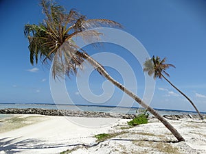 Coconut palms and water huts on paradise beach, Maldives