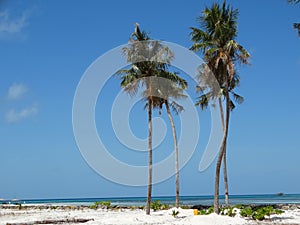 Coconut palms and water huts on paradise beach, Maldives