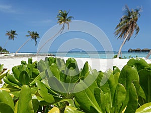 Coconut palms and water huts on paradise beach, Maldives