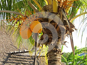 Coconut in palmtree photo
