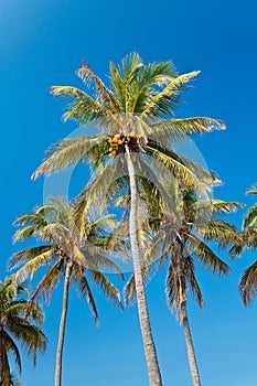 Coconut palmtrees