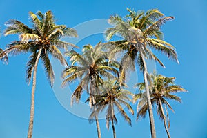 Coconut palmtrees