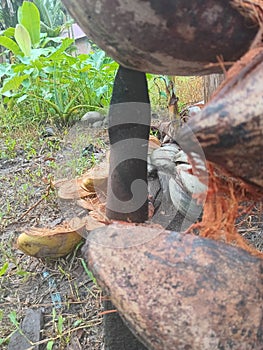 a coconut peeling tool that is often used by rural farmers