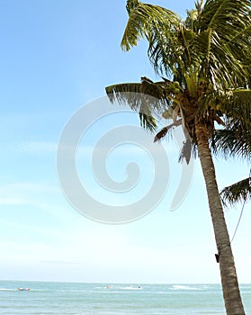 Coconut plam tree at the beach