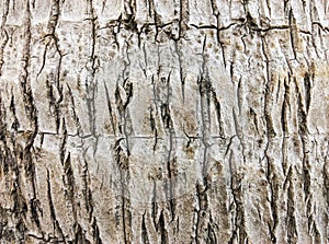 Coconut plam tree texture
