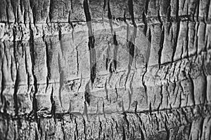 Coconut plam tree texture