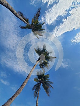 Coconut plams in blue sky