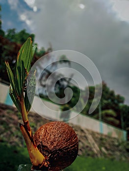 Coconut plant bonsai
