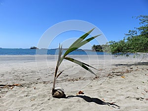 Coconut plant  Boca Chica Panama photo