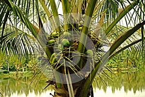 Coconut plant