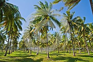 Coconut plantation