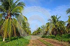 Noce di cocco piantagione 