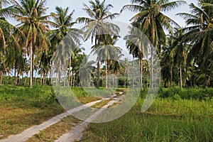 Coconut plantation
