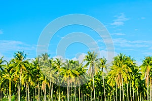 Coconut plantation