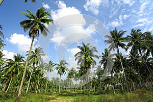 Coconut plantation