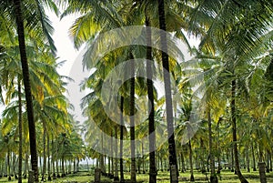 Coconut plantation