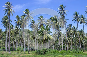 Coconut plantation with blue sky