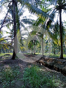 Coconut Plantation in Cabang Ruan photo
