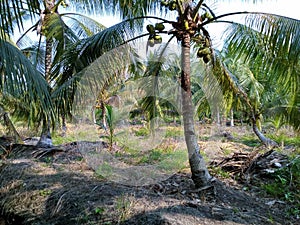Coconut Plantation in Cabang Ruan photo