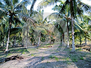 Coconut Plantation in Cabang Ruan