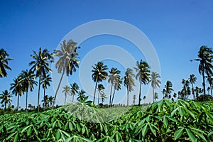 Coconut plantation and cassava farm