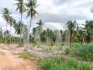 Coconut plantation in Chonburi, Thailand