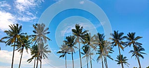 coconut plantation and clouds