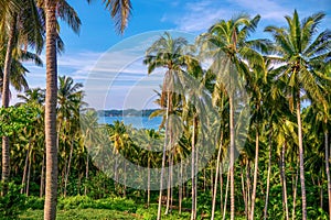 A coconut plantation in the Philippines.