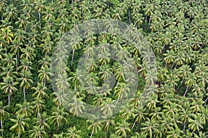 Coconut plantation in Papua New Guinea