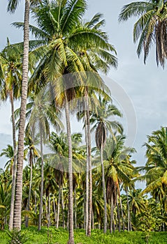 Coconut plantation portrait, Parque EcoturÃÂ­stico. Zihuatanejo, Mexico photo