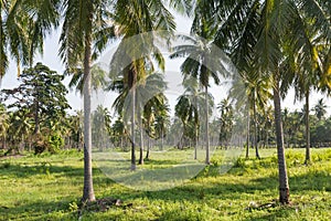 Coconut plantation