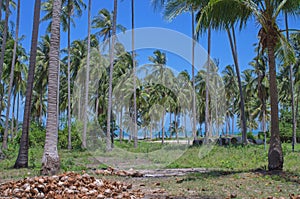 Coconut plantation and stack shell of the coconut with blue sky