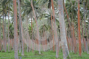 Coconut plantation