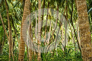 Coco planta palmera un árbol 