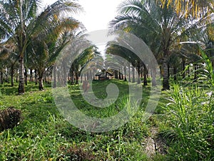 coconut plantations with cattle running wild