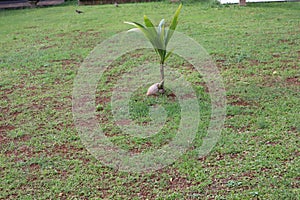 Coconut plants are planted