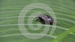 Coconut rhinoceros beetle