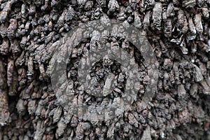 coconut root texture. coconut root