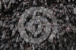 coconut root texture. coconut root