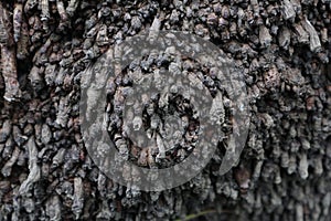 coconut root texture. coconut root