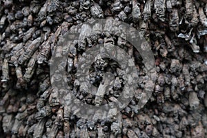 coconut root texture. coconut root