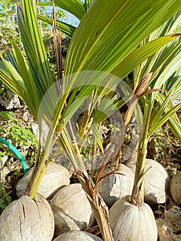 The coconut sapling emerges gracefully, slender and vibrant, its leaves unfurling in a symphony of green