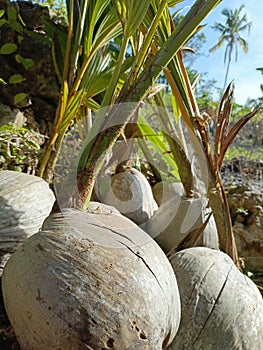 The coconut sapling emerges gracefully, slender and vibrant, its leaves unfurling in a symphony of green