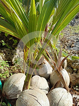 The coconut sapling emerges gracefully, slender and vibrant, its leaves unfurling in a symphony of green