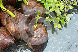 Coconut sapling on the ground.