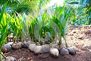 Coconut saplings in the nursery.