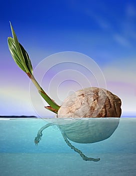 Coconut seed drifting at sea