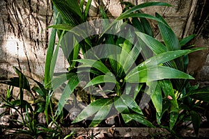 Coconut seed grow up